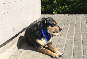 'Jacko', el perro adoptado por la Policía. Carlos Ladino.|||