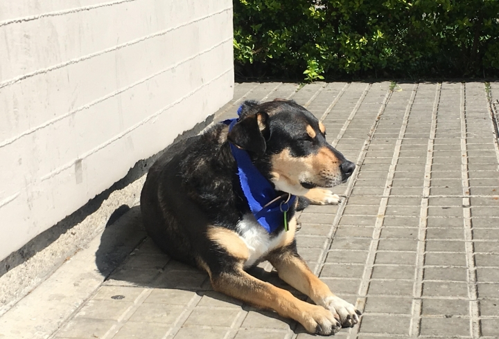 'Jacko', el perro adoptado por la Policía. Carlos Ladino.