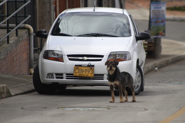 Perro camuflado entre la ciudad
