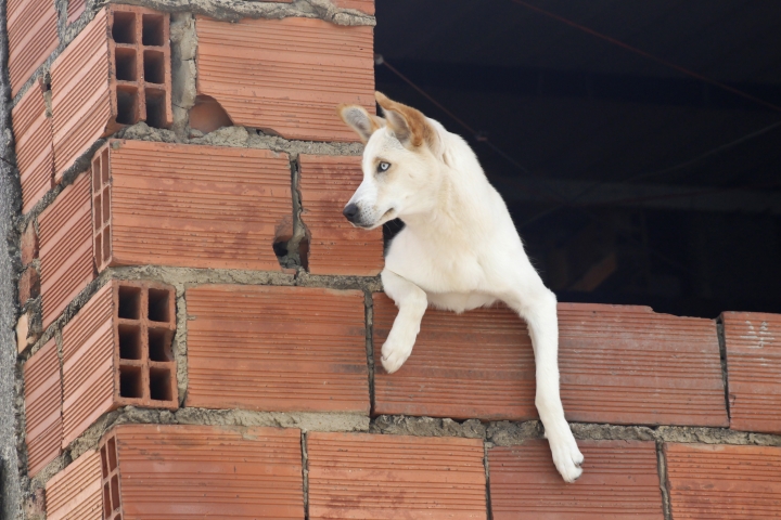 Perro mirando por lo que parece ser una ventana