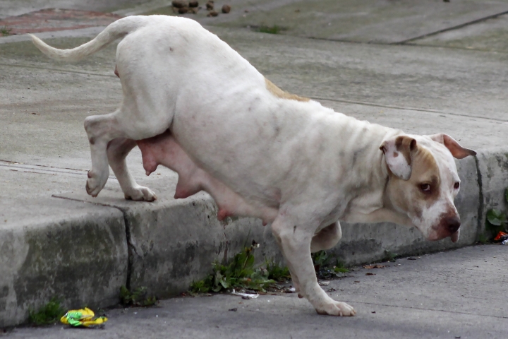 Perro callejero que tendrá cachorros