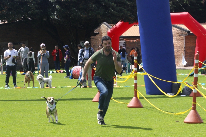 Carrera de perros