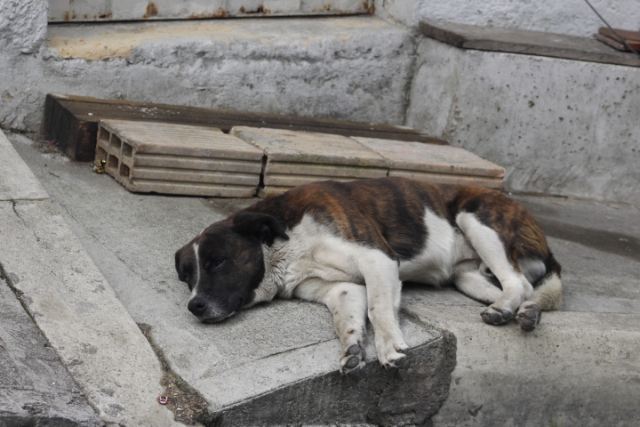 Perro durmiendo una siesta en la calle