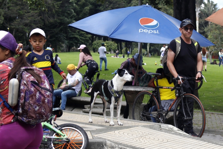 Perro pendiente en el parque