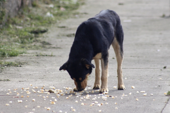 Perro probando migajas de pan