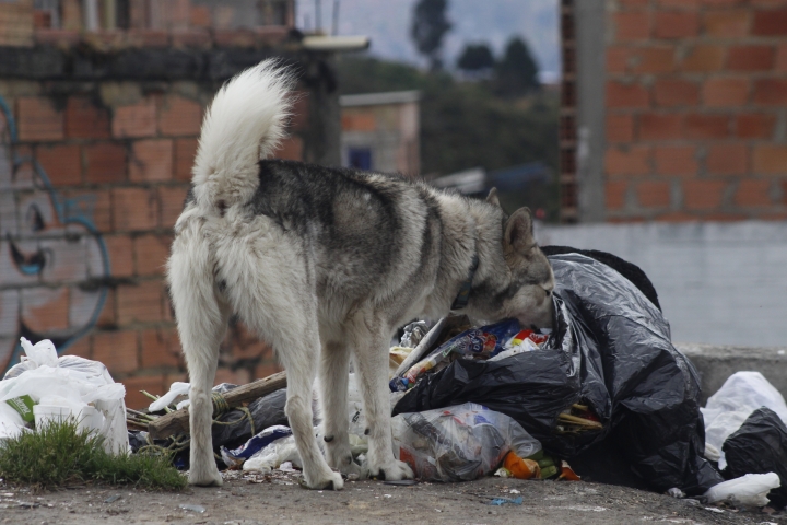 Husky callejero entre la basura