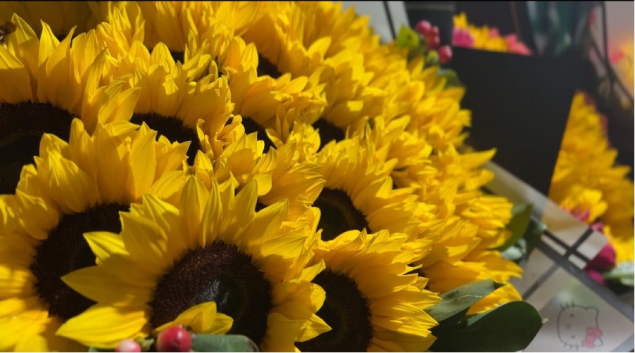 En los cultivos de Colombia, miles de mujeres trabajan largas jornadas para que las flores colombianas lleguen frescas a destinos internacionales.|||