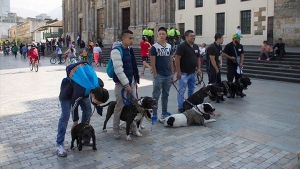 Organizado por parte de Pitbull Bogotá el Domingo 19 de Febrero, se realiza el platón por los derechos de los perros raza pitbull. Los líderes del plantón se encuentran alineados buscando presencia de la gente que transcurre la plaza de Bolivar.|Ivan Ricardo Rodriguez fue el organizador en cabeza de este evento. Aunque su Pitbull murió días previos al plantón, él fue a hacer presencia y a regar la voz sobre los distintos cambios a los dueños de Pitbulls y razas peligrosas.|Este es un Pitbull, una raza peligrosa. Es la cara del terror según la policía nacional|1. Junto a los Pitbull como razas peligrosas se encuentran los Rotwailer, los Pastores Alemanes, los Terrier y distintas razas que a partir de su tamaño son categorizadas en general como peligro social. Debe tenerse en cuenta que no todos los miembros de estas razas son peligrosos y que incluso animales de otras razas si llegarían a ser peligrosos como algunos Dalmata.|Aunque esta familia no posee un Pitbull o raza peligrosa, junto a su pug decidieron hacer presencia y apoyar la causa.|Artículo 124 del código nacional de policía y convivencia, apartado séptimo: Tolerar, permitir o inducir por acción u omisión el que un animal ataque a una persona, a un animal o a bienes de terceros|Pitbulls como Beto son estigmatizados día a día por las personas que creen que todos los Pitbull son peligrosos, así lo dice su dueño Fernando martinez|El artículo 124 del Código nacional de policía y convivencia, en su numeral cuarto estipula que, trasladar un canino de raza potencialmente peligrosa (como lo son los pitbull) en el espacio público sin el uso de bozal, tralla o demás implementos establecidos por la norma vigente. El incumplimiento de esta norma implica una multa de segundo grado.|Freddy Carreño dedica parte de su vida a rescatar perros de la calle, en su hombro se encuentra Kira, la pitbull que rescató del Bronx y quien por falta de vacunas no ha podido caminar junto a los demás Pitbull|Se encuentran los participantes del plantón escuchando la problematica que tienen frente a ellos, la implementación de distintas normas que los afectarán económicamente.|||