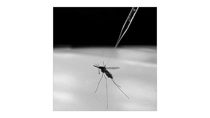 La malaria se transmite por medio de la picadura de mosquitos infectados del tipo Anophele.