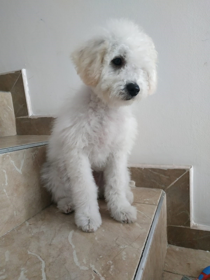 'Coquito'
