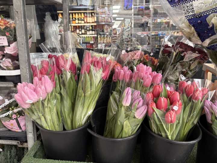 Floricultores enfrentan San Valentín con dólar a la baja, alza del mínimo y aranceles de EE. UU.