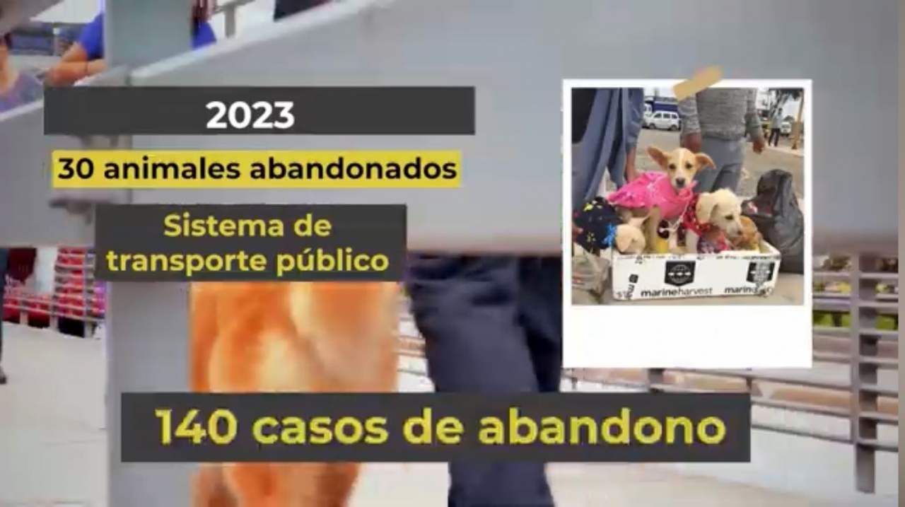El abandono de animales en espacios públicos de Bogotá: una problemática que no cesa