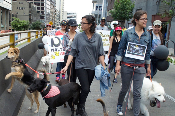 No al maltrato animal' y '#LeyPríncipe, #YosoyPríncipe y #siganmelospeludos' eran las consignas representativas de la marcha.