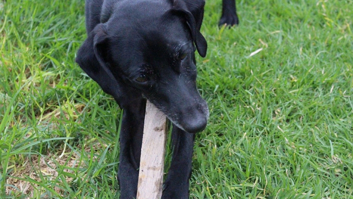 Pon tu huella por los animales abandonados en Bogotá