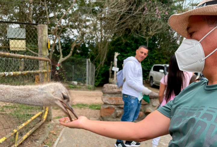 Cuando se inicia el recorrido por la granja, los turistas pueden encontrar y alimentar a una de las aves más grandes del mundo, las avestruces.