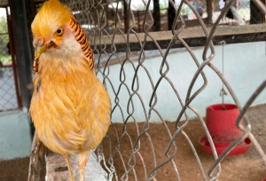 El espécimen que aparece en la foto, corresponde a un Faisán Dorado, también conocido como Faisán Chino. Entre las diferentes especies que hay en la granja, se encuentran los faisanes.|Entrada al Refugio de Fauna y Flora Huerta Biológica, en la Vía nueva Mesa de Los Santos - Piedecuesta, Santander.|A la llegada del parque temático se encuentra Jairo Araque, quien tiene 20 años y es estudiante de Medicina Veterinaria, hace 6 años que trabaja en la Granja y amablemente recibe a los visitantes.|Cuando se inicia el recorrido por la granja, los turistas pueden encontrar y alimentar a una de las aves más grandes del mundo, las avestruces.|De la limpieza del lugar se encarga Andrés Castro, de 21 años, quien trabaja allí desde hace 5 meses.|Jesús Rondón realiza el mantenimiento de los jardines. Tiene 21 años y lleva un año trabajando en la Huerta Biológica.|Al frente de las avestruces se encuentran los patos, que se acercan amigablemente para recibir el alimento que les pueden dar los visitantes.|Con el rastrillo en la mano Luis Flórez Cabellero, de 21 años, se encarga del mantenimiento del invernadero. Hace 4 años y medio que trabaja en este refugio.|De izquierda a derecha se observan Jesús Alberto Rondón y Luis Flóres Cabellero. Ambos arreglan uno de los espacios de recreación, que corresponde a la fogata.|En los diferentes espacios del Refugio encontramos a los pavos domésticos, que conviven con otras especies de aves, como los patos y gallinas que se observan.|Los turistas a lo largo del recorrido se encontraran con los equinos, como este amigable caballo que se acerca al muro para saludar.|Martín Flórez de 31 años, es el encargado de cuidar a los caballos, ponys y llamas. Lleva 4 años trabajando en el Refugio.|Entre los atractivos del lugar encontramos a los pavos reales, como este hermoso ejemplar que extiende sus plumas iridiscentes. Normalmente, esta acción la realizan para sus rituales de cortejo y apareamiento.|||